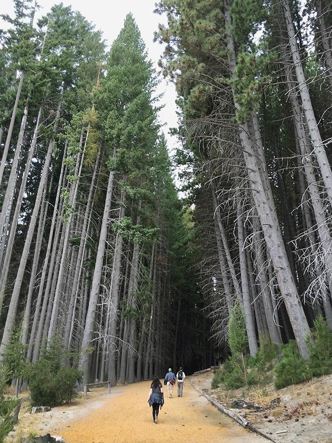 Become one with nature with a stroll into Victoria Island’s  splendid forest