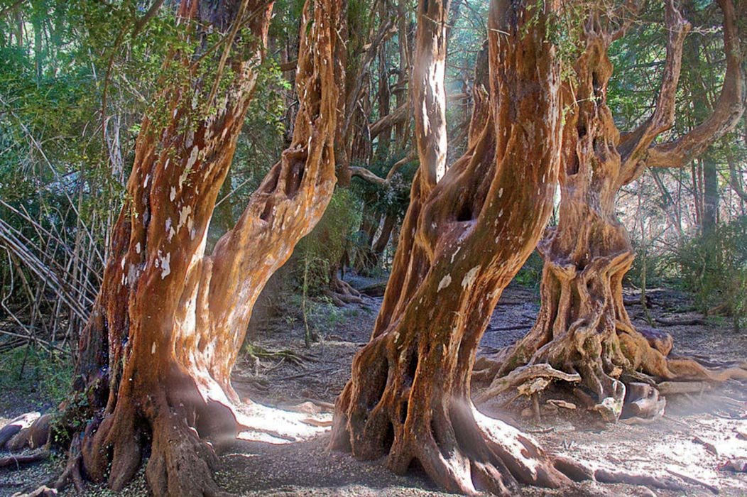 Arrayanes National Park is home to unique and quirky-looking myrtle trees