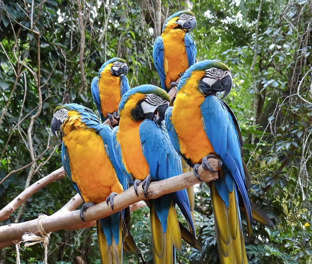 This park is also home to the largest colony of parrots on display in South America