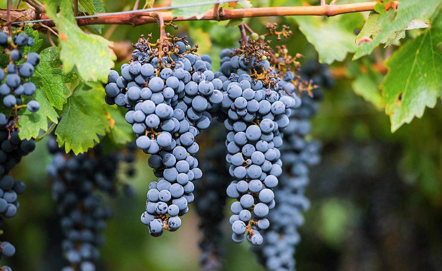 The lush purple hues of the grapes is indicative of the wine’s rich flavor
