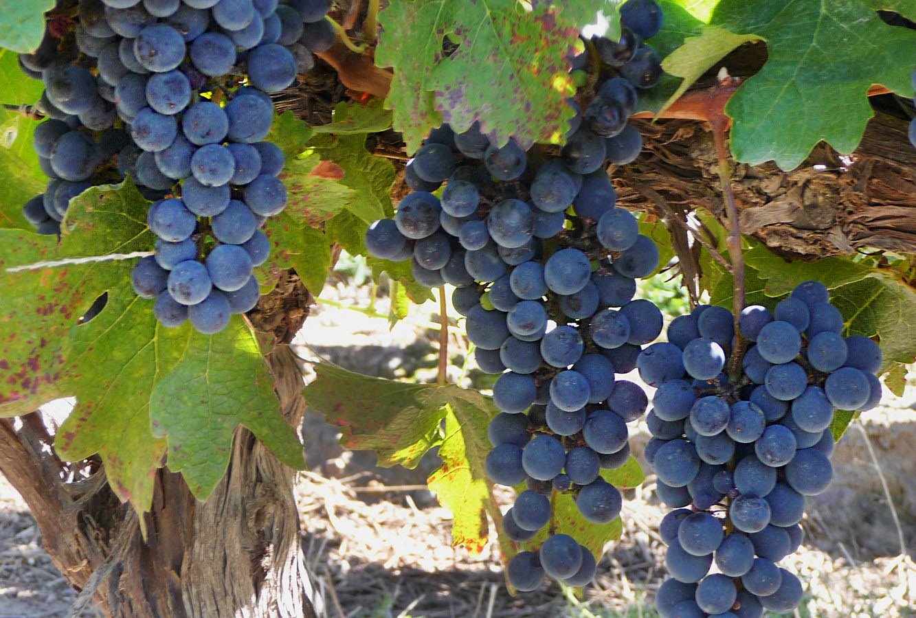 These grapes grown here boast the thickest skin in all the regions, accounting for their unique taste