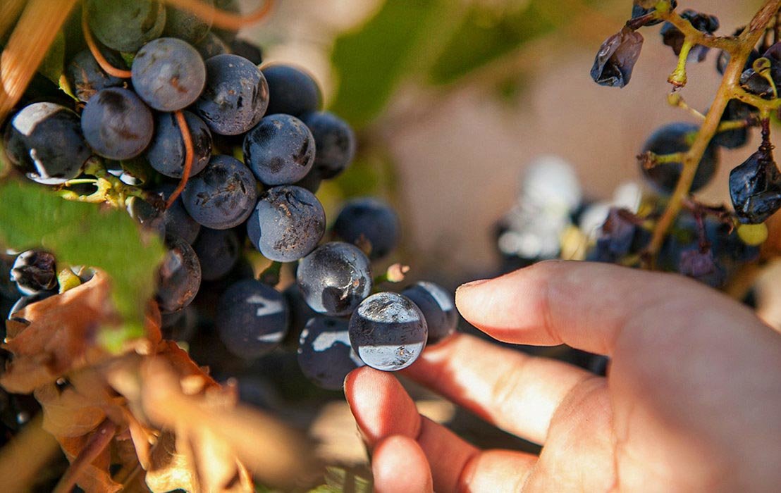 Rich, velvety Malbec grapes are internationally-recognized as the flagship of Argentine red wines