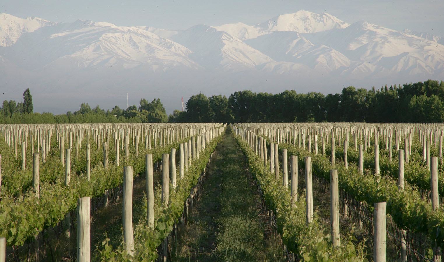 Argentina is the fifth wine producer in the world, with Mendoza at the heart of the industry