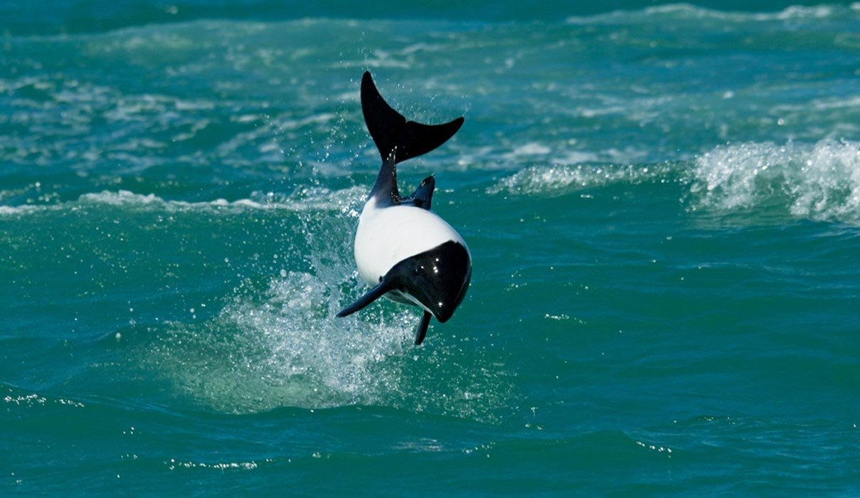 High-speed swimmers, they test gravity with a variety of twists and mid-air spins