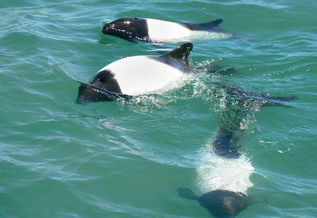 They take their name from Panda bears, having a similiar color scheme of black and white