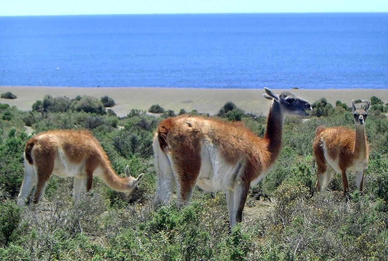 Guanacos and other species of land fauna can be spotted in Peninsula Valdes