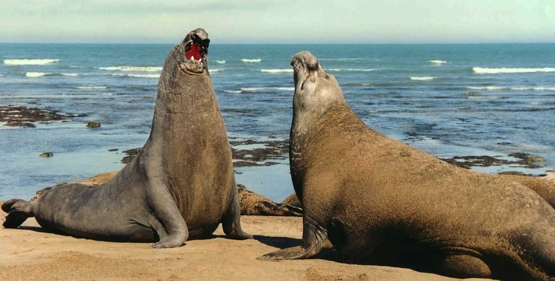 During mating season, they can be very aggressive to establish their territory