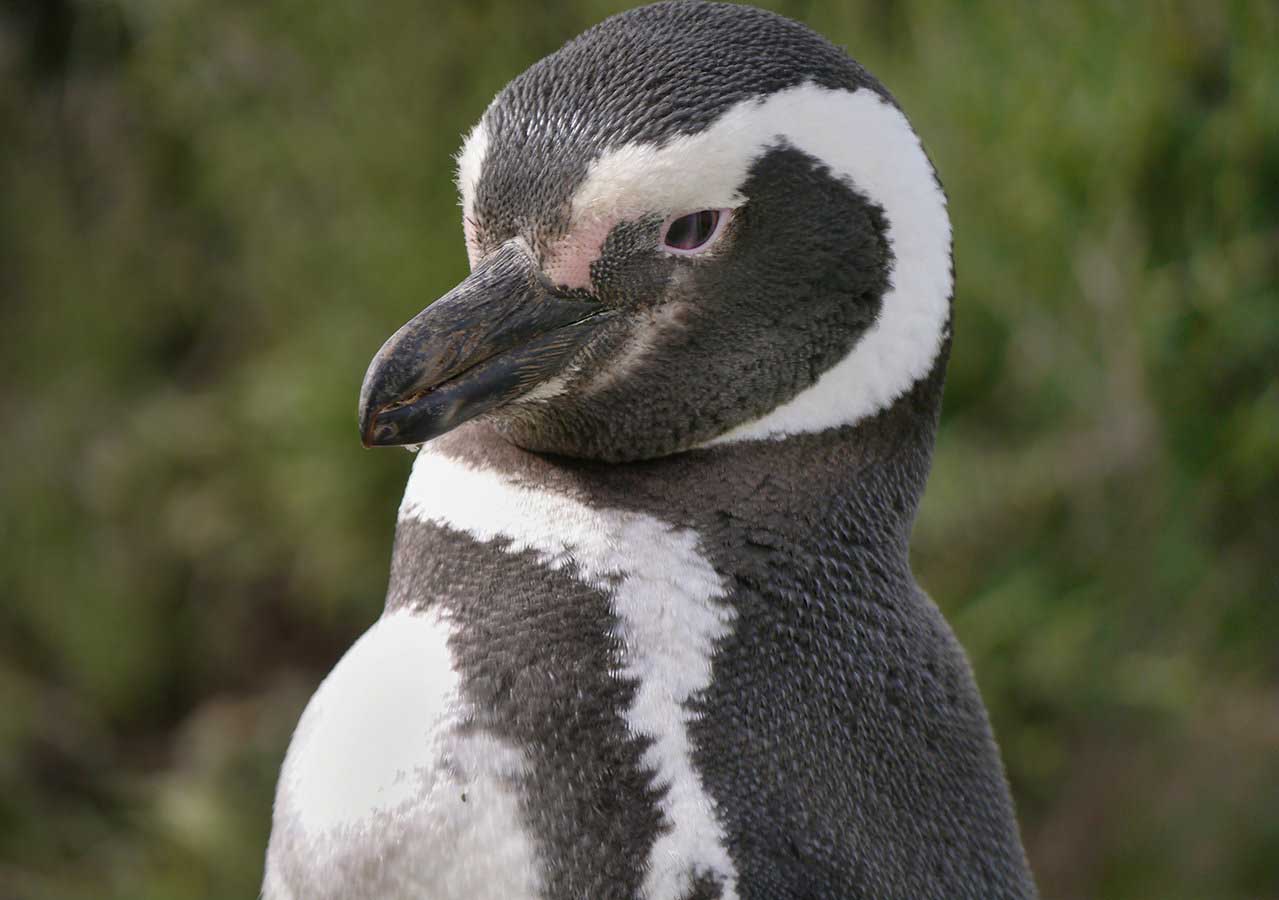Up close and personal with the cute Magellanic penguin[1]