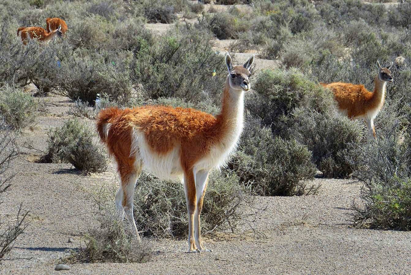 We may have the chance to see some guanacos (or South American llamas)