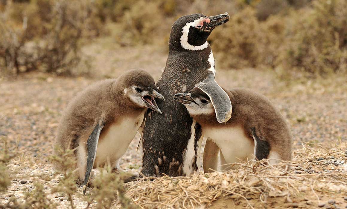 A penguin together with its chicks