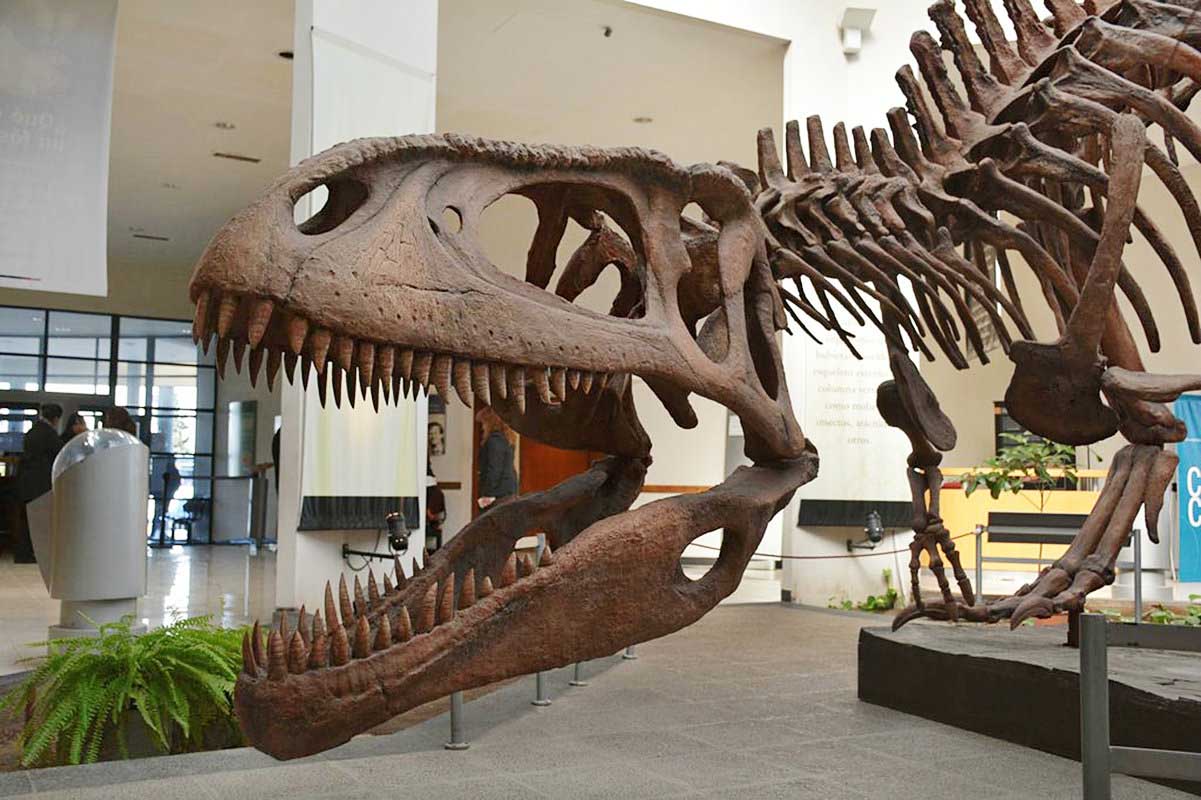 Fossils of the largest carnivorous dinosaur in the world were found in Patagonia