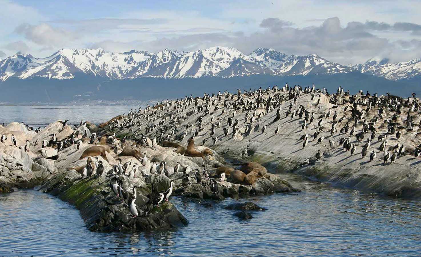 We’ll also have a chance to see Isla Los Pajaros (Birds Island)