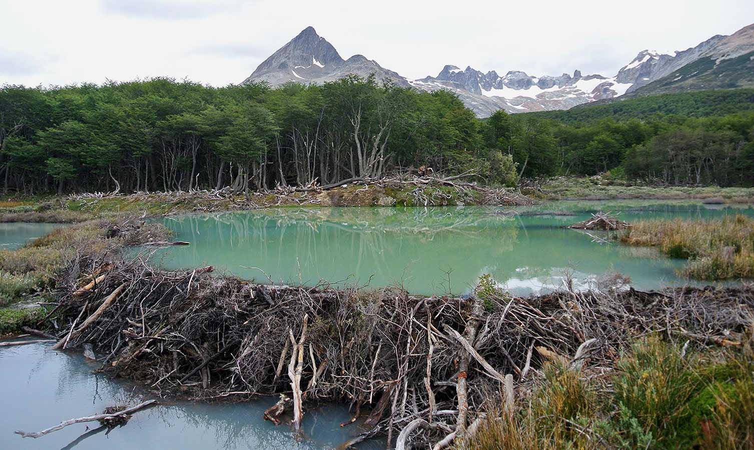 The work of nature’s topmost engineer: a beaver dam