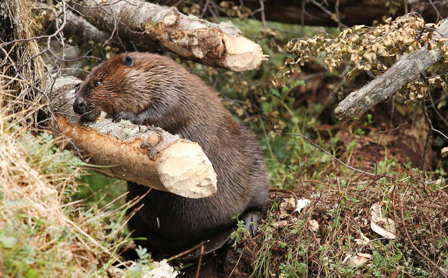 Though they aren’t always easy to spot, hopefully we’ll catch some beavers in action