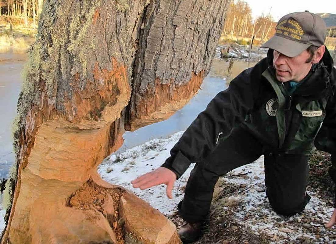 The damage inflicted to trees by the beavers