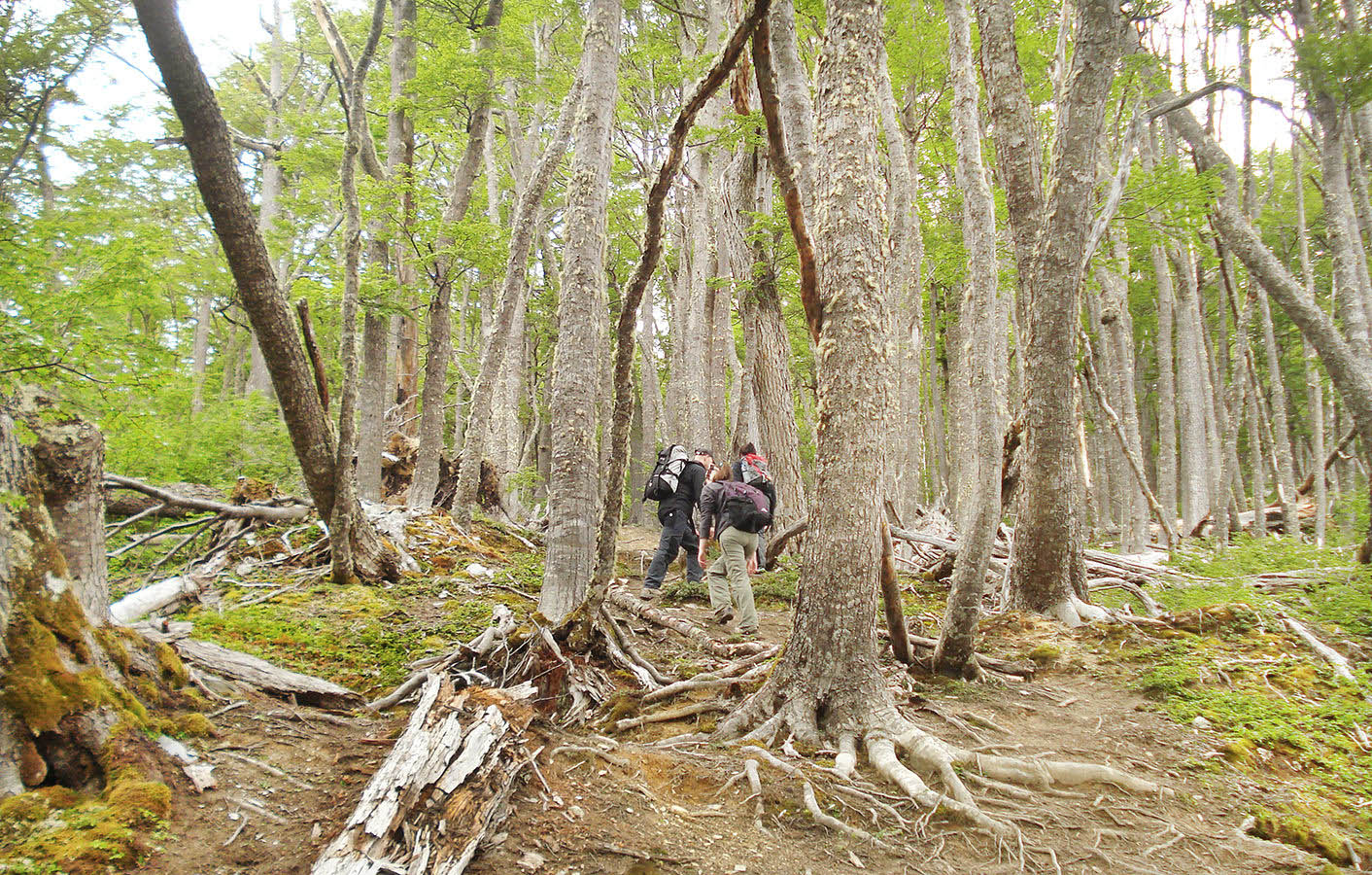Trek through the beauty of century-old beech trees