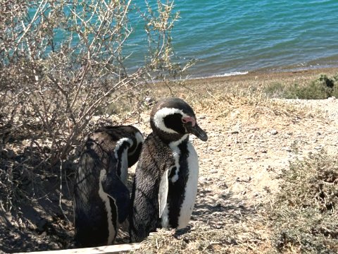 Magellanic penguins at their Peninsula Valdes beach home