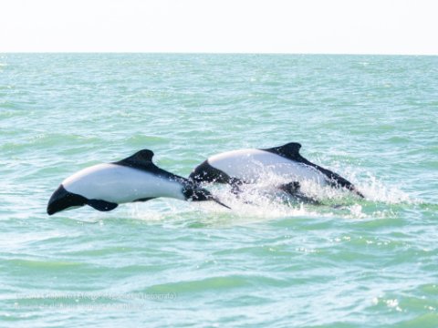 Panda dolphins swim side by side in Peninsula Valdes