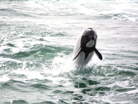 Dolphin acrobatics in Peninsula Valdes